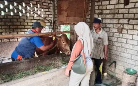 230 Sapi di Lamongan Terjangkit PMK, Disnakeswan Masifkan Vaksinasi hingga ke Pelosok Desa
