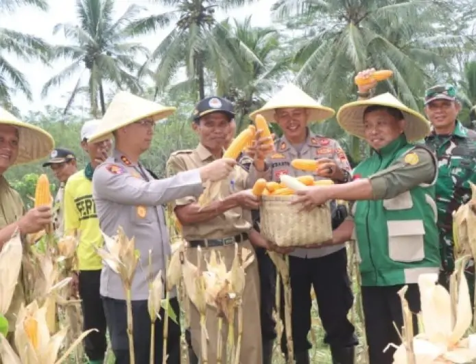 Panen Raya Jagung di Watulimo, Polres Trenggalek Dorong Anak Muda Garap Potensi Pertanian