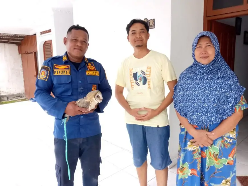 Berawal dari Aduan Suara Horor, Damkar Lamongan Berhasil Evakuasi Burung Hantu dari Plafon Rumah