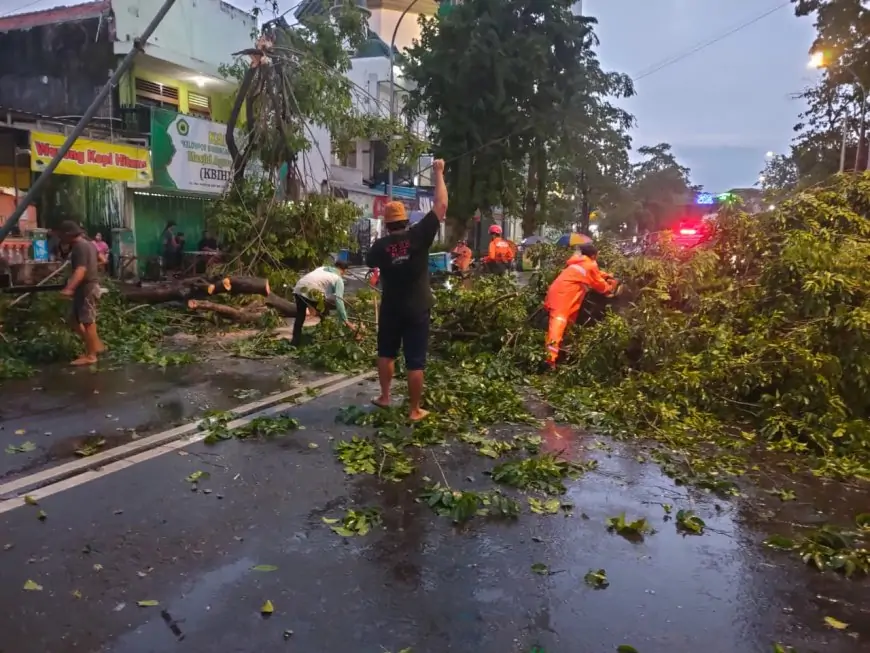 Pohon Besar di Depan Kantor KBIHU Masjid Agung Lamongan Roboh Diterjang Angin Kencang
