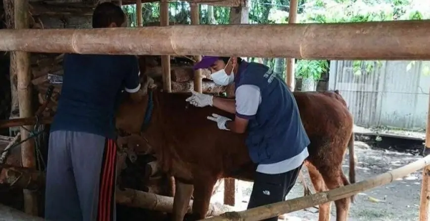 PMK Kembali Mewabah di Tulungagung, 59 Sapi di 12 Kecamatan Terinfeksi