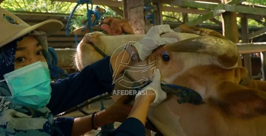 PMK Merebak, Harga Ternak di Tulungagung Tetap Stabil