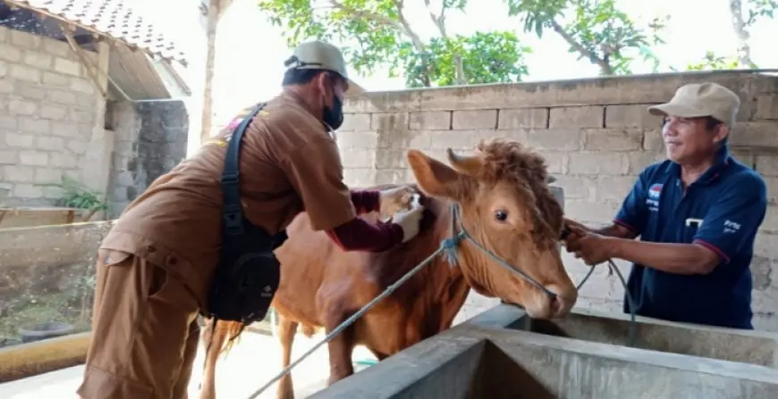 Waspada PMK Kembali Merebak, 213 Ribu Ternak di Tulungagung Disuntik Vaksin Booster