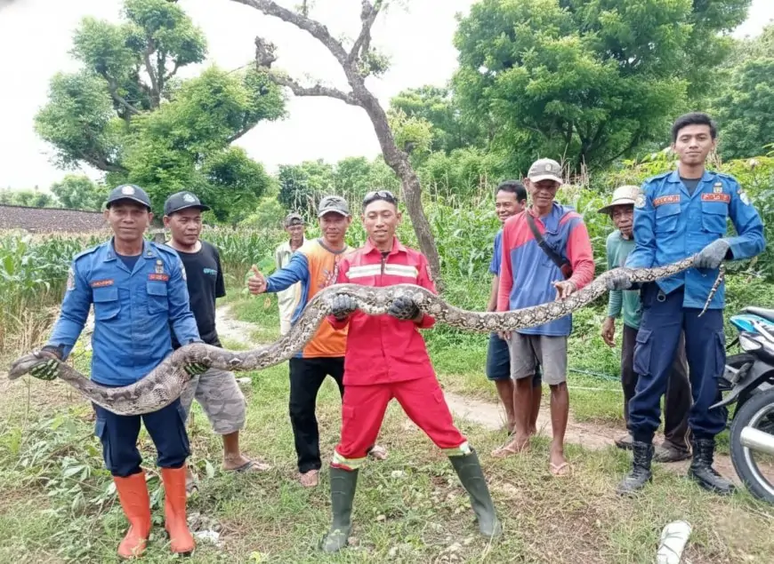Damkar Lamongan Tangkap Ular Sanca 4,2 Meter Usai Santap Dua Ekor Mentok