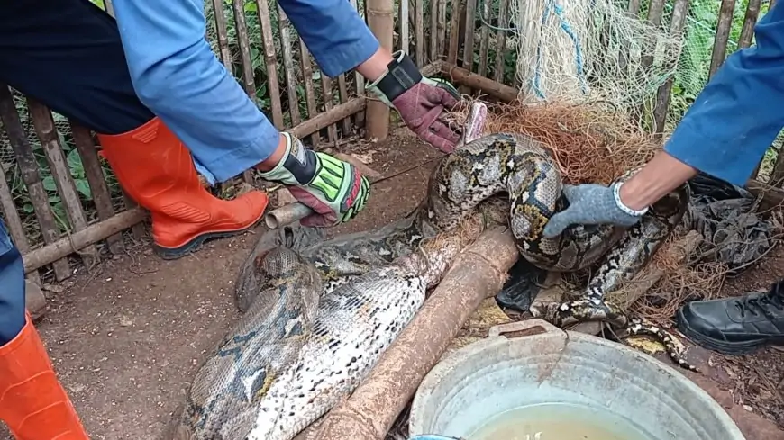 Damkar Lamongan Tangkap Ular Sanca 4,2 Meter Usai Santap Dua Ekor Mentok