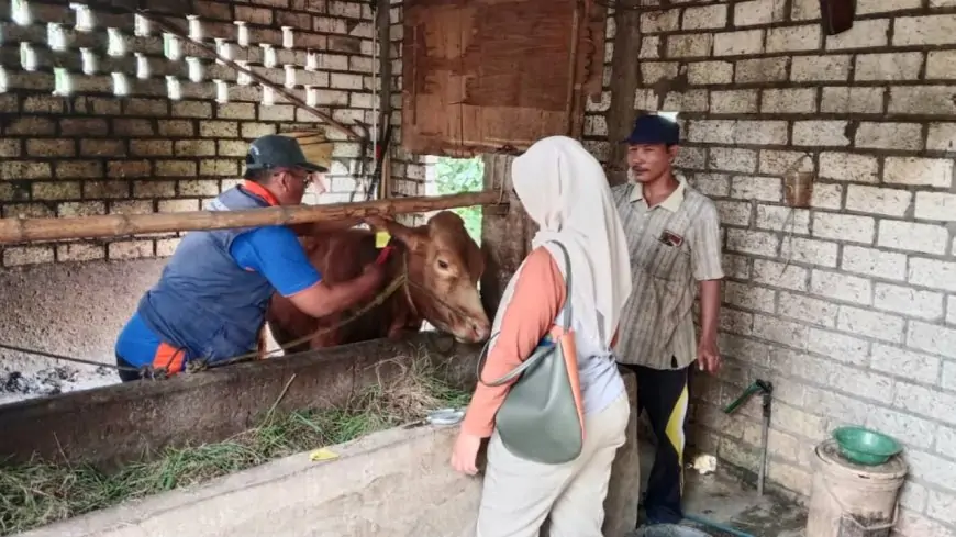 230 Sapi di Lamongan Terjangkit PMK, Disnakeswan Masifkan Vaksinasi hingga ke Pelosok Desa