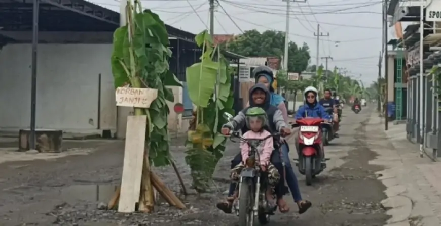 Protes Jalan Rusak Tak Kunjung Dibenahi, Warga Ngunut Tulungagung "Sulap" Aspal Jadi Kebun Pisang
