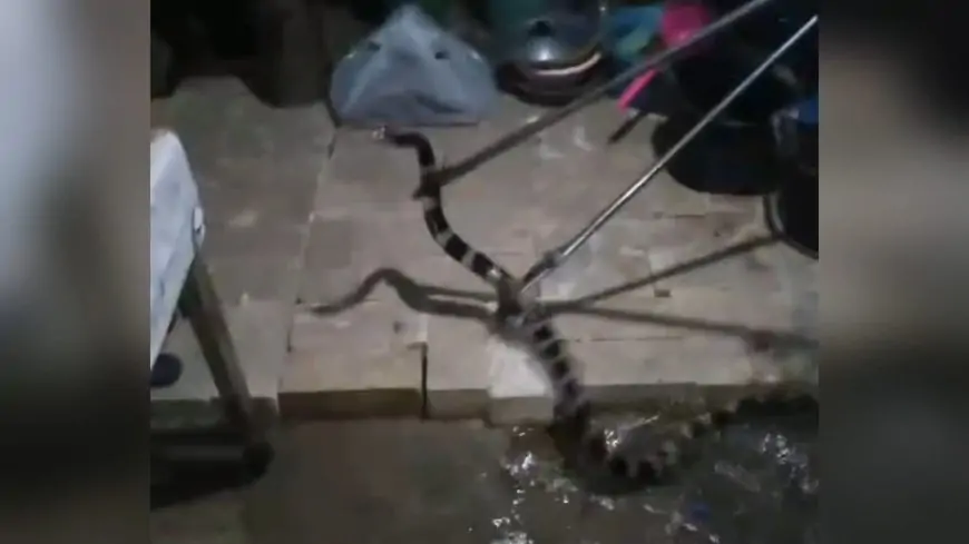 Akibat Banjir, Rumah Warga Lamongan Diteror Ular Kadut
