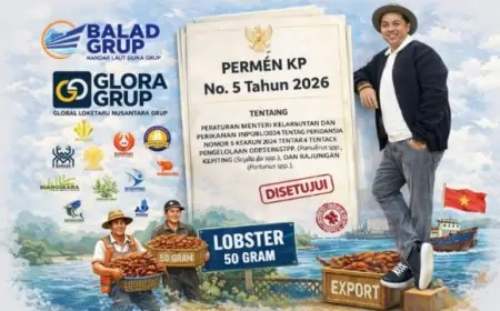 Usul Balad Grup Diterima, Permen KP 5/2026 Jadi Angin Segar Budidaya Lobster Nasional