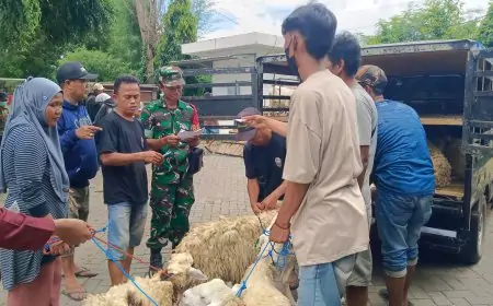 Kompensasi Bandara KASA, 150 Buruh Tani Situbondo Kini Punya Ternak Sapi dan Domba