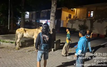 Lapor Kandang Dibobol Maling, Wanita di Situbondo Malah Masuk Sel Usai Polisi Temukan Kejanggalan