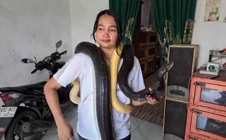 Kecintaan Terhadap Binatang Reptil, Rika Fitri Jombang Pelihara 17 Ular Piton