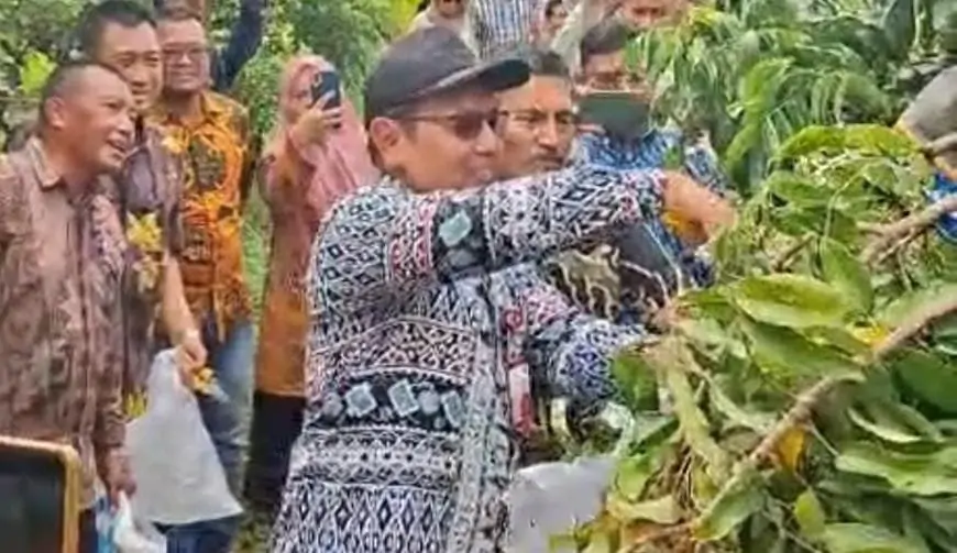 Inovasi Desa Pengalangan Menganti, TKD Disulap Jadi Wisata Petik Buah dan Pasar Desa