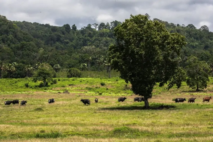 Taman Alas Purwo Banyuwangi Tutup Dua Hari Saat Lebaran 2026
