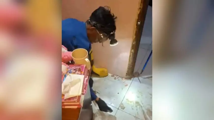 Sedang Terlelap, Warga Sarirejo Lamongan Dikagetkan Munculnya Kobra di Dalam Kamar