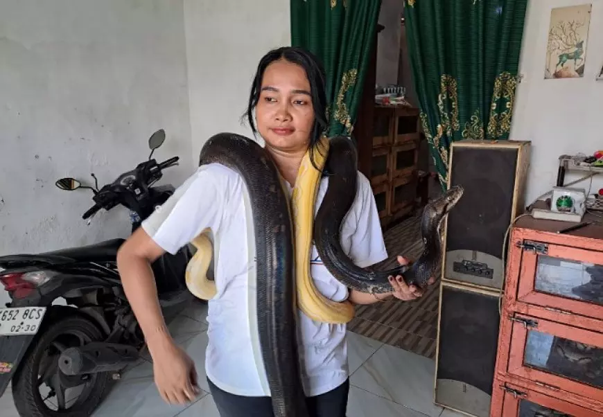 Kecintaan Terhadap Binatang Reptil, Rika Fitri Jombang Pelihara 17 Ular Piton