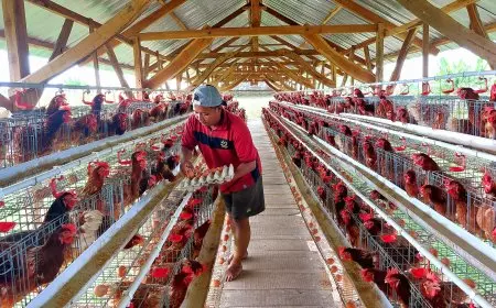 Dukung Program MBG, BUMDes di Lamongan Sukses jadi Pemasok Telur ke Dapur SPPG