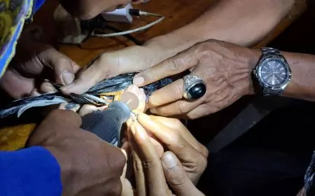 Ring Burung Tak Bisa Dilepas, Pemilik Datangi Damkar Lamongan