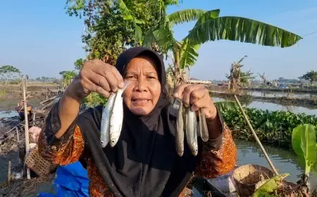Hasil Panen Ikan Anjlok 80 Persen, Petambak di Lamongan Menjerit Kesulitan Pupuk