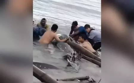 Hiu Tutul Sepanjang 15 Meter Terdampar di Pesisir Pantai Paciran Lamongan
