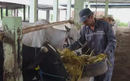 Jelang Iduladha, Disnakeswan Lamongan Pastikan Stok Hewan Kurban Aman dan Terkendali