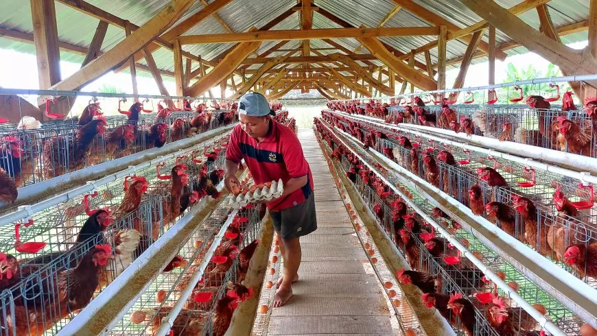 Dukung Program MBG, BUMDes di Lamongan Sukses jadi Pemasok Telur ke Dapur SPPG