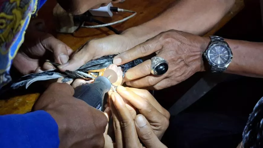 Ring Burung Tak Bisa Dilepas, Pemilik Datangi Damkar Lamongan