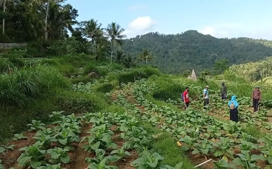 Petani Tembakau Pacitan Belum Terlindungi Asuransi, Risiko Gagal Panen Ditanggung Sendiri
