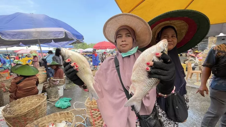 Harga Ikan Tawar di Lamongan Anjlok, Petani dan Pengepul Mengeluh