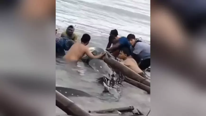 Hiu Tutul Sepanjang 15 Meter Terdampar di Pesisir Pantai Paciran Lamongan