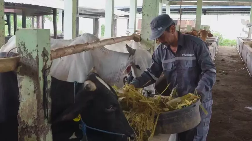 Jelang Iduladha, Disnakeswan Lamongan Pastikan Stok Hewan Kurban Aman dan Terkendali