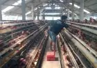 Harga Telur Ayam Jombang Stagnan, Peternak  Jombang Merugi Tiga Bulan Pasca Lebaran