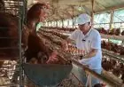 Peternak di Lamongan Keluhkan Harga Telur Ayam Terus Merosot
