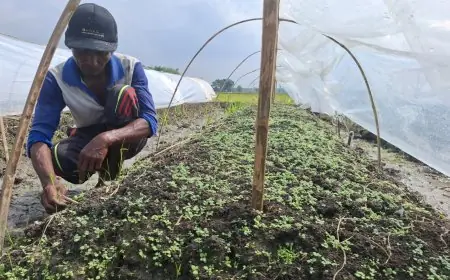 Petani Tembakau Jombang Targetkan 6.000 Hektare dengan Varietas Unggul