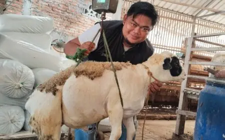Harga Kambing Kurban di Trenggalek Mulai Melejit, Peternak Berharap Masuk Menu Makan Bergizi Gratis