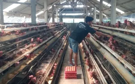 Harga Pakan Naik, Telur Turun! Peternak Ayam Petelur  di Jombang Merugi