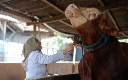 Presiden Prabowo Borong Dua Sapi Kurban Jumbo dari Lamongan, Bobot Tembus 1,2 Ton!