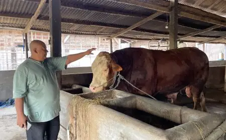 Melihat Gagahnya Satria, Sapi 1,2 Ton Asal Lamongan Pilihan Presiden