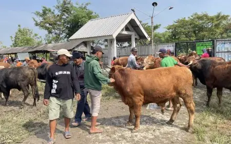 Harga Sapi di Pasar Hewan Lamongan Naik hingga 25 Persen