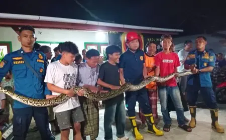 Kedapatan Memangsa Ayam Milik Tarsan, Ular Sanca 4 Meter Dievakuasi Damkar Lamongan