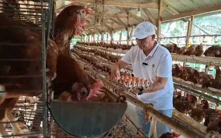 Peternak di Lamongan Keluhkan Harga Telur Ayam Terus Merosot