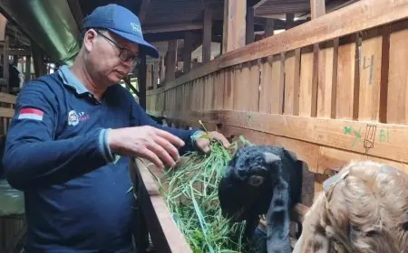 Jelang Idul Adha, Penjualan Kambing Kurban di Lamongan Anjlok Drastis