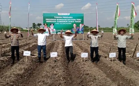 Dukung Swasembada Gula, Pemkab Tulungagung Genjot Program Bongkar Ratoon Tebu
