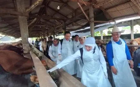 Tinjau Peternakan di Lamongan, Khofifah Pastikan Sapi Kurban di Jatim Aman dan Sehat
