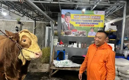 Kisah Jaguar, Sapi Jumbo dari Situbondo yang Dipilih Presiden untuk Kurban