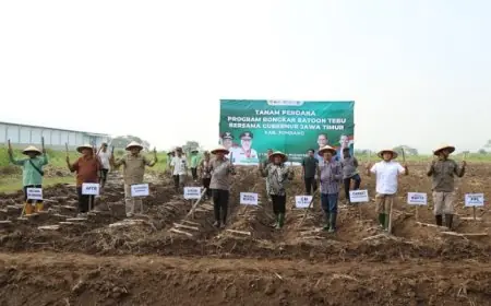 Dukung Swasembada Gula Nasional, Pemkab Jombang Targetkan Bongkar Ratoon 3.000 Hektare