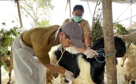 Disnakeswan Lamongan Intensifkan Pemeriksaan Kesehatan Hewan Kurban di Lapak Pedagang