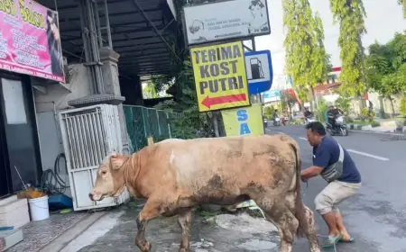 Sapi Mirip 'Donald Trump' Ngamuk di Lamongan, Nyaris Seruduk Warga dan Masuk Salon