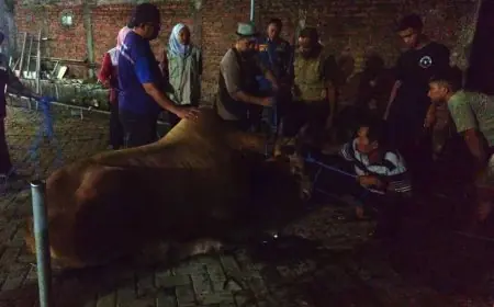 Sapi Kurban Lepas dan Mengamuk di Manyar Gresik, Damkar dan BKSDA Terpaksa Tembak Bius