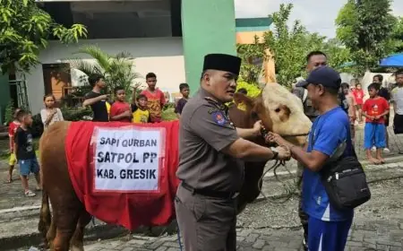 Dari Uang Patungan, Semangat Kebersamaan Anggota Satpol PP Gresik Membeli Sapi Kurban